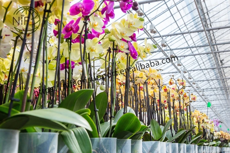 Anti-mould coloured plant support bamboo flower stick