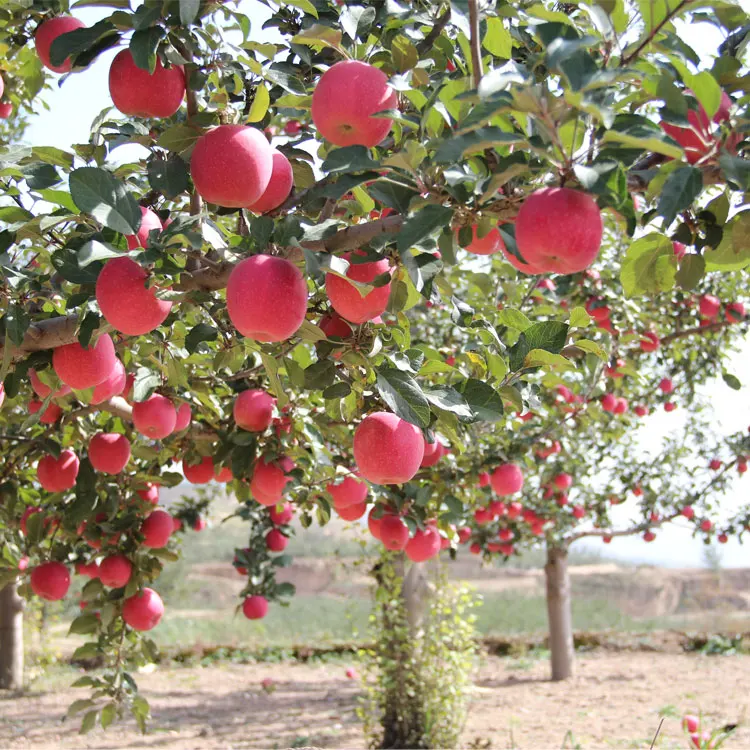 Китайский новый урожай 70 # Fuji Apple