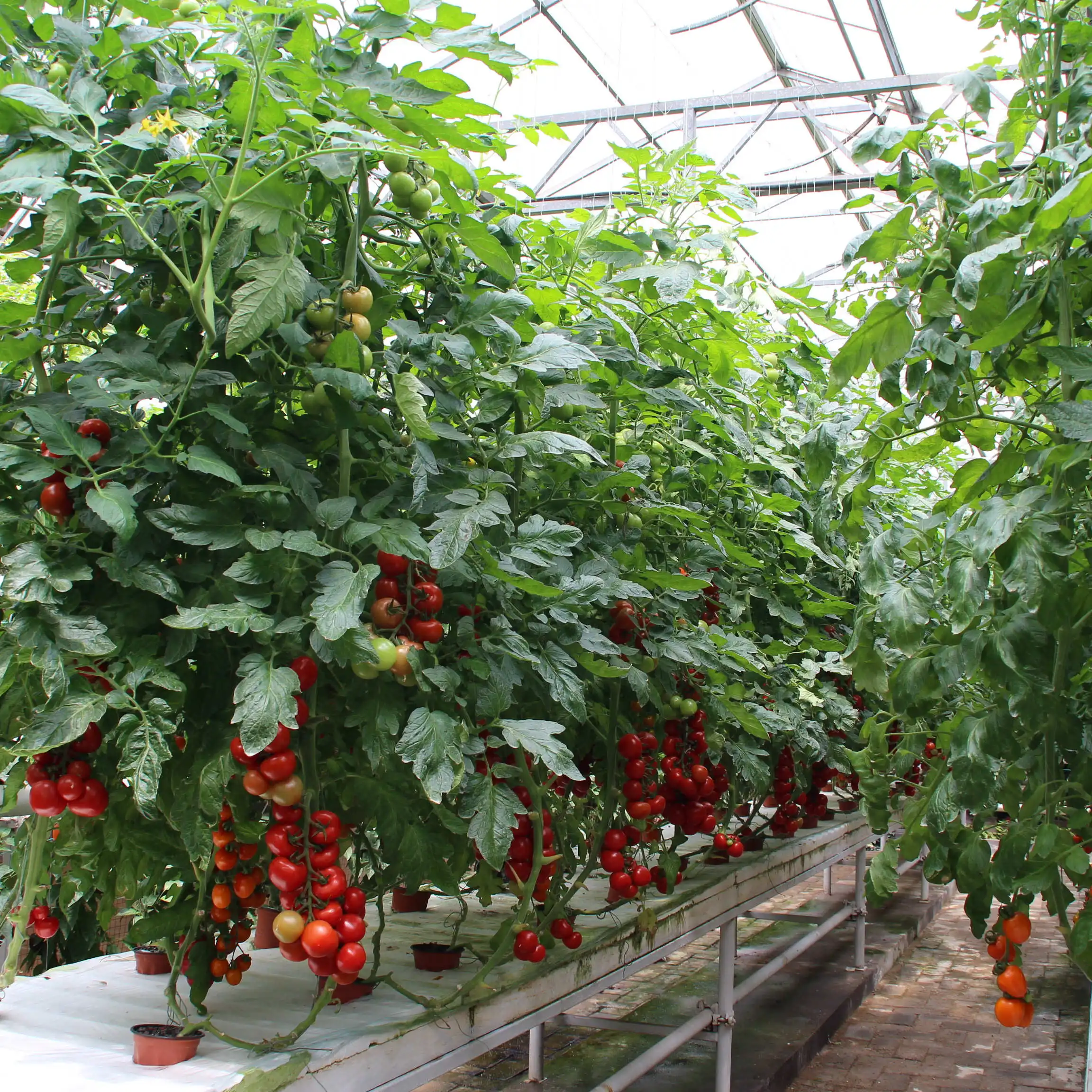 Dutch Barrel Drip Irrigation Planting Balcony Planting Soilless Equipment Tomato Strawberry Pvc Cultivation
