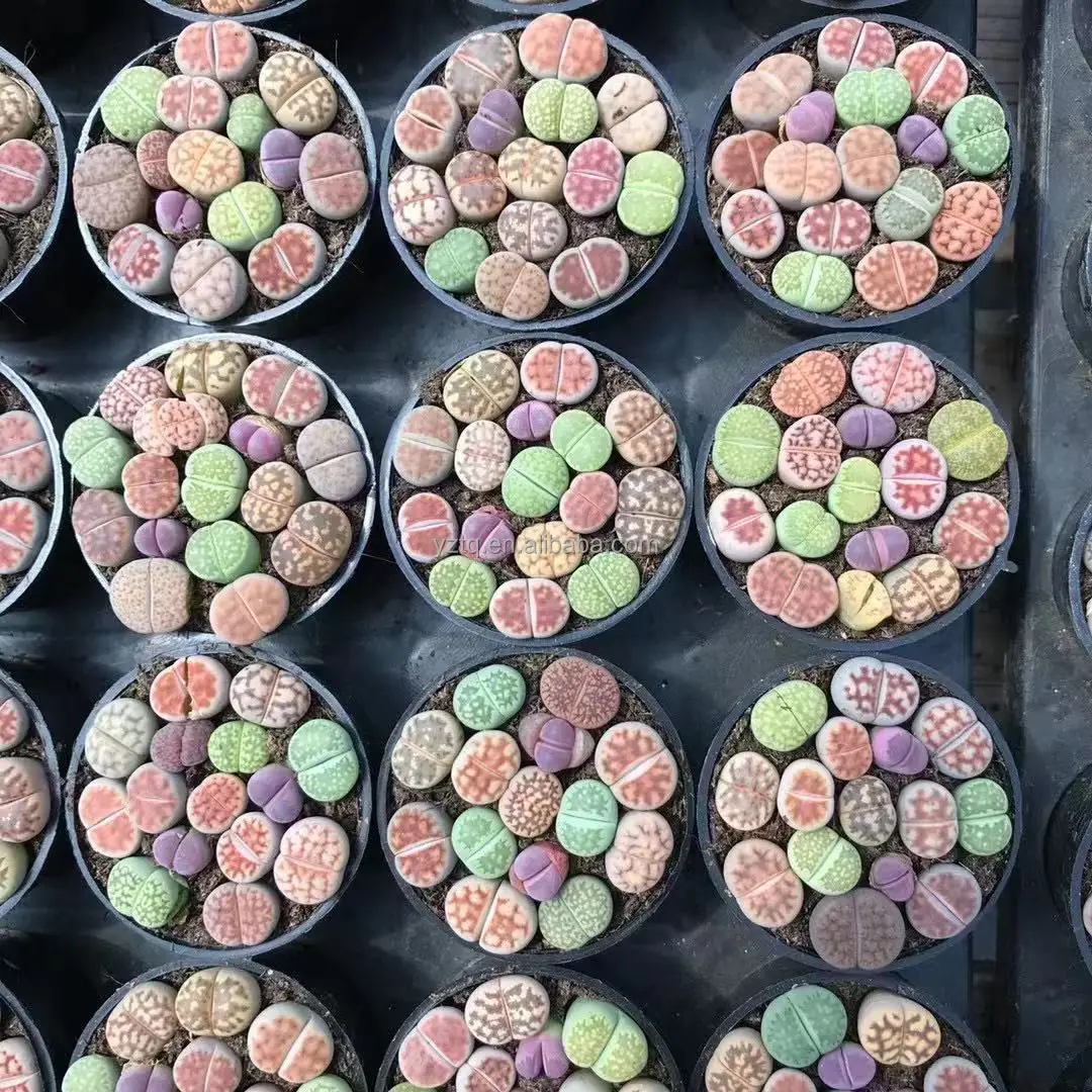 Lithops plants mixed lithops  5cm pot lithops plants live succulent cactus real plants for sale