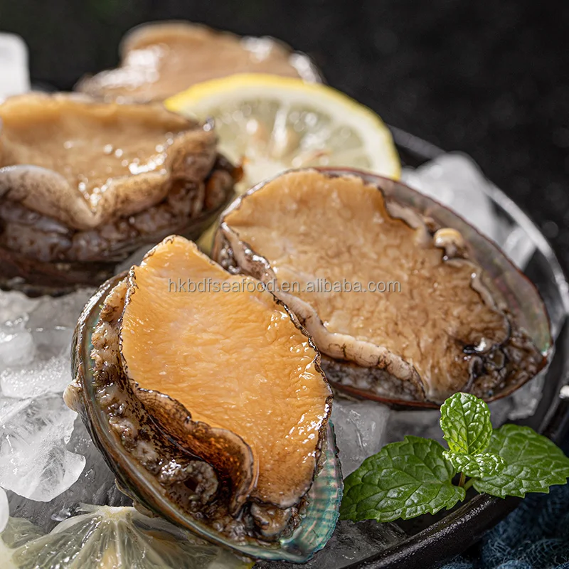 Морское ушко с раковиной Fujian