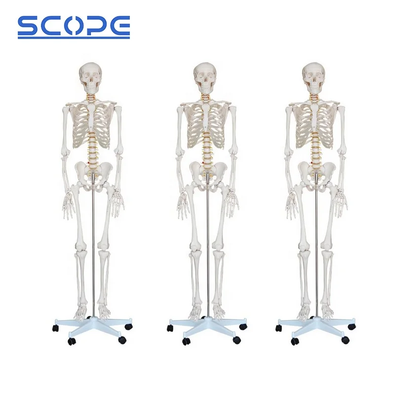 SC-A1001 180cm Human Anatomy White Skeleton Model for Medical School