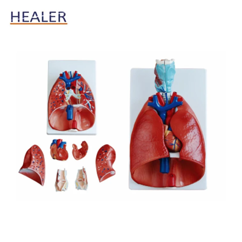 Life-Size Human Anatomical Larynx Heart Lung Model with Removable Lobes for Medical Science