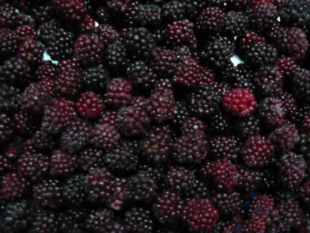 China Manufacturer Frozen Blackberry IQF Frozen Blackberry Fruits