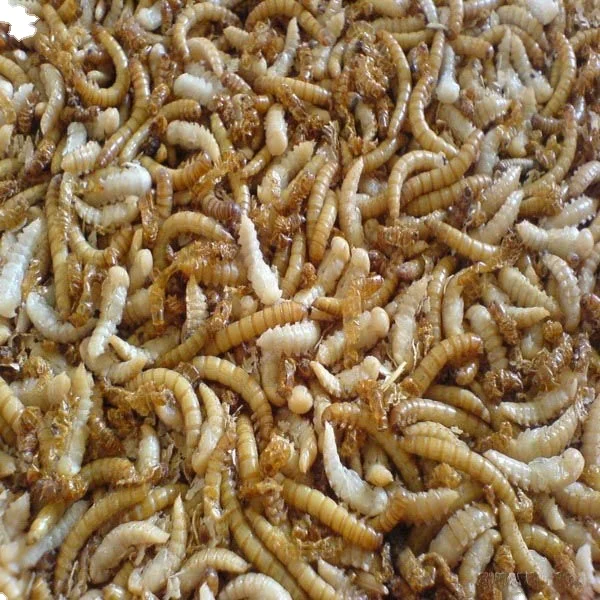 Good quality Pet food yellow mealworms animal feed