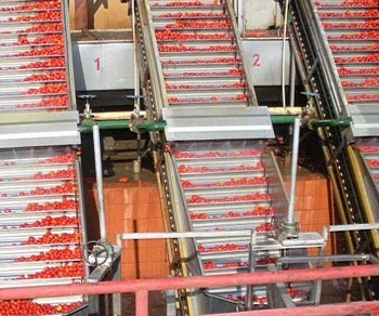 Leadworld chilli sauce honey filling machine tomato paste processing machine and sealing packing machine