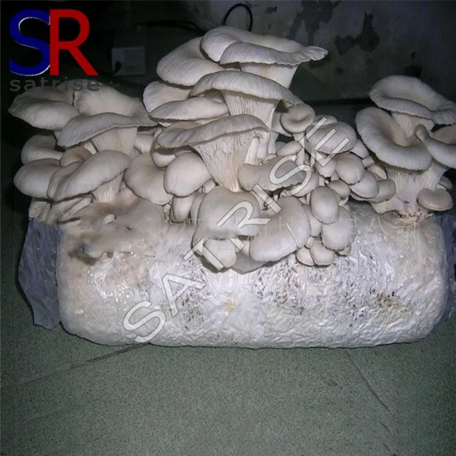 New technology small bowl shiitake mushroom growing kits