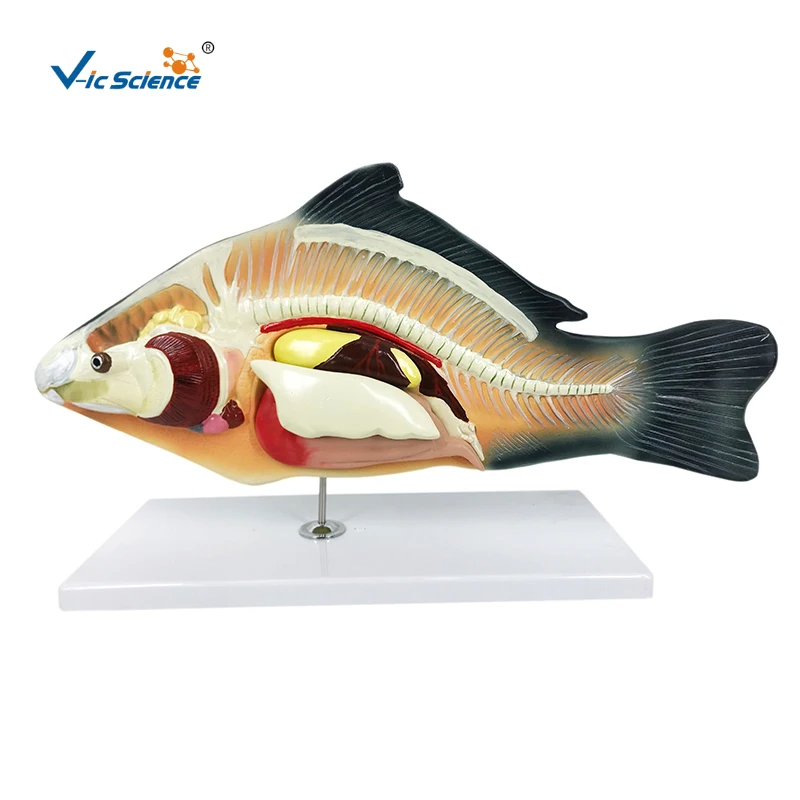 Carp Fish (Cyprinus carpio) Anatomy Model  PVC Medical Model for Medical School