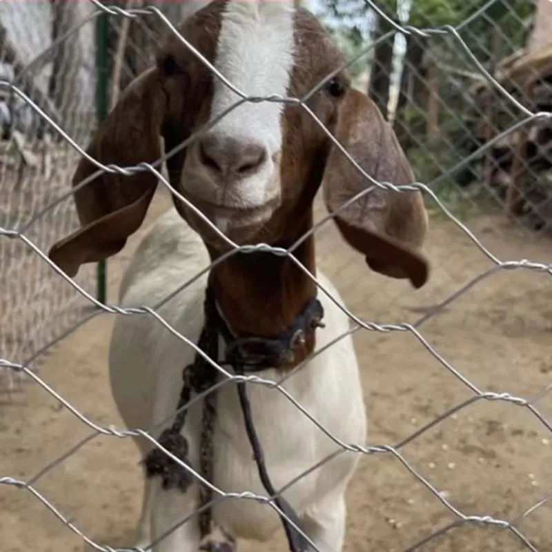 Metal Netting Galvanized Hexagonal twisted wire mesh fence for cattle sheep household breeding chicken duck isolation Farm fence