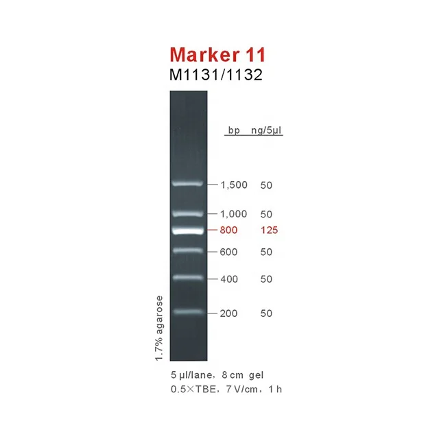 Marker 11, DNA ladder, OEM M1131/M1132