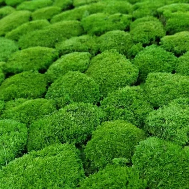 High Quality Real Natural Soft Everlasting Preserved Moss round  wall hanging framed artificial moss balls for decoration
