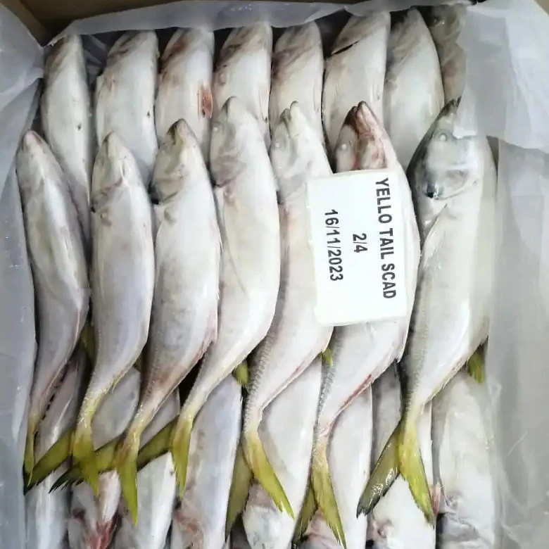 FROZEN YELLOW TAIL SCAD WHOLE ROUND 24 MONTHS SHELF LIFE  READY STOCK ITEM  OMAN ORIGIN FOR SALE