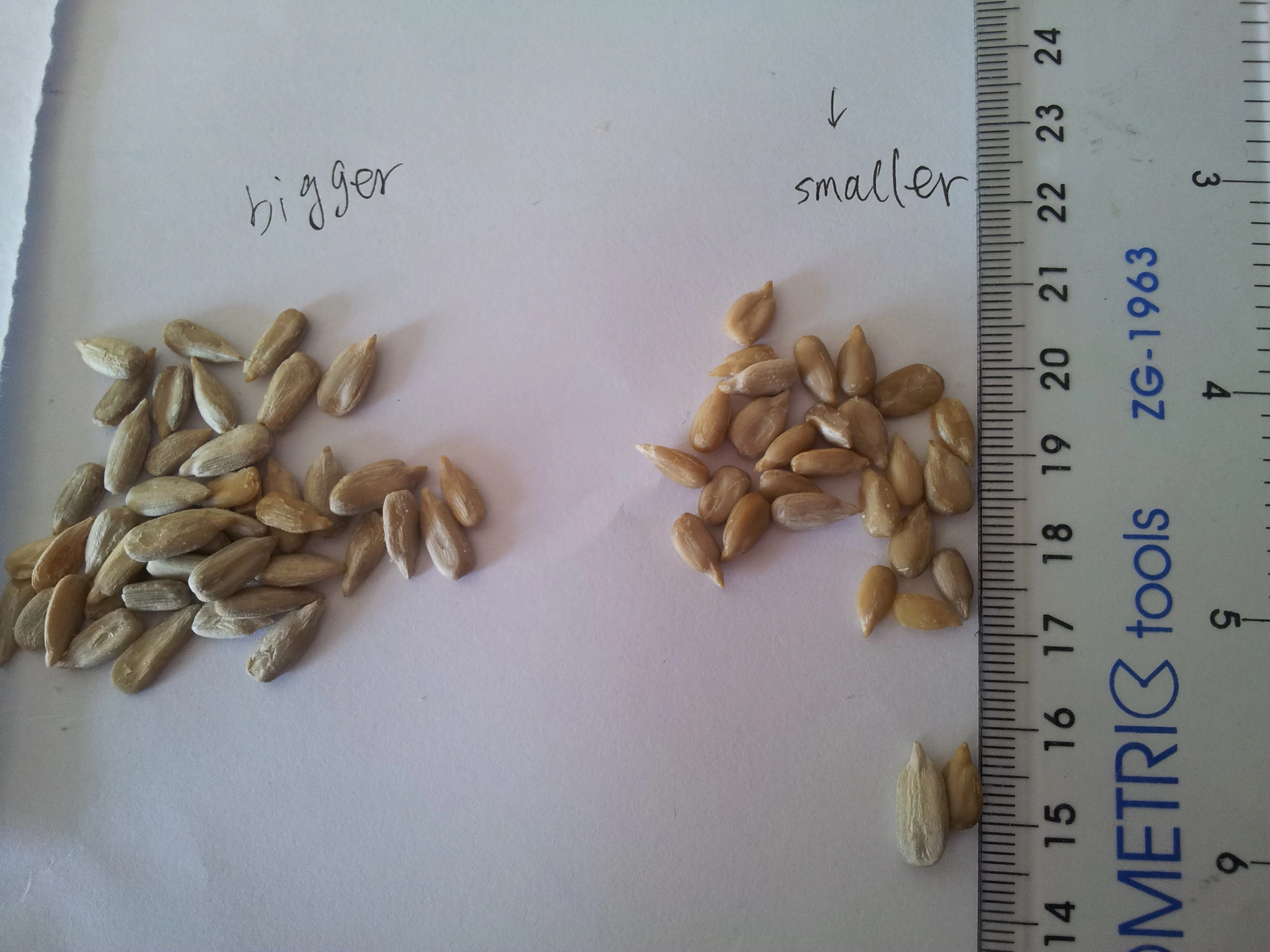 organic  sunflower kernel sunflower seeds for candy for baking