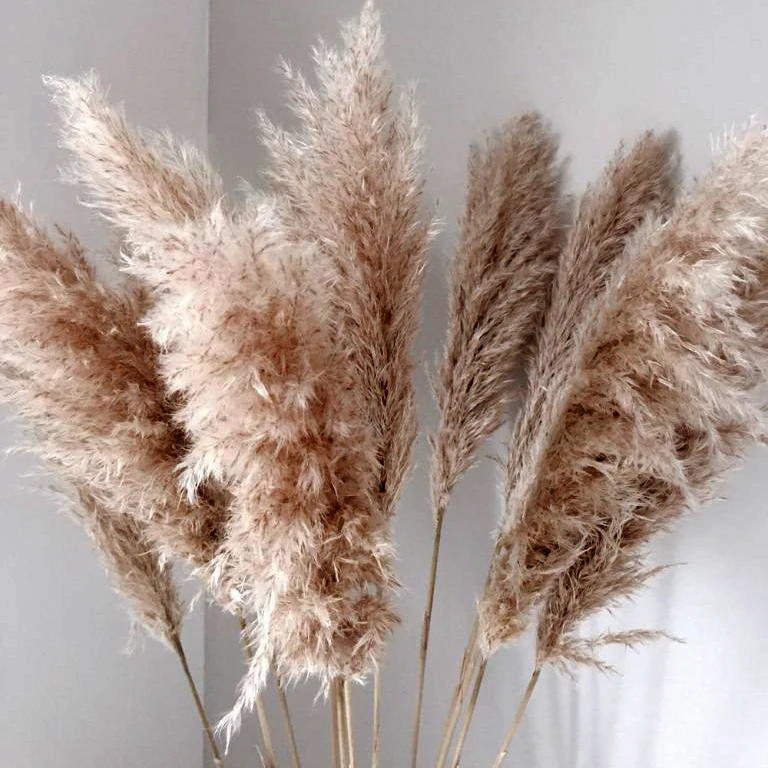 UO new arrivals natural artificial flowers large pampas gray pampas grass dried flower plume size 60cm decorative flowers