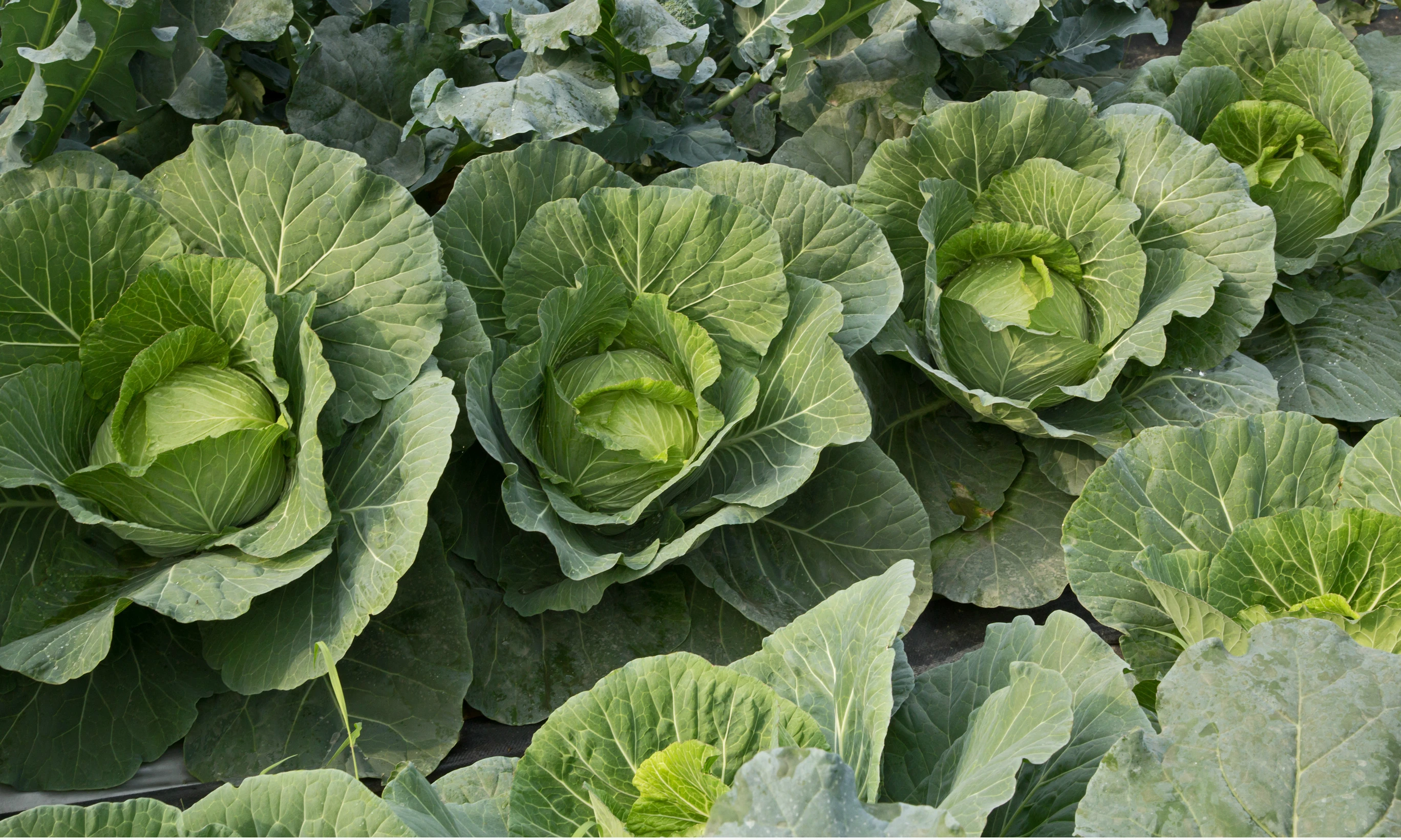 DEAL HOT Natural Green Chinese/Napa Cabbage with High Quality exporting in 2023 product of Viet Nam