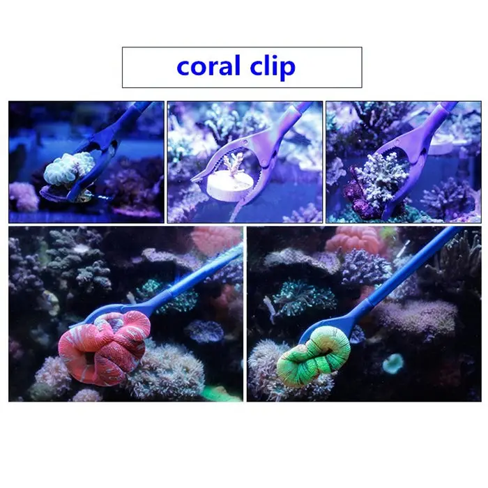 Coral clip-BLUE