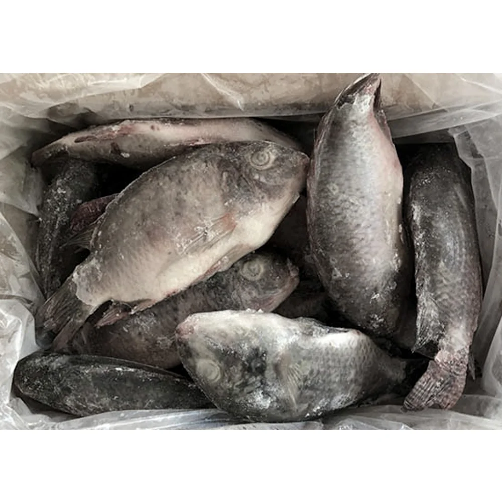 Wholesale price frozen fish tilapia wholesale price per kg frozen black tilapia fish frozen tilapia fish