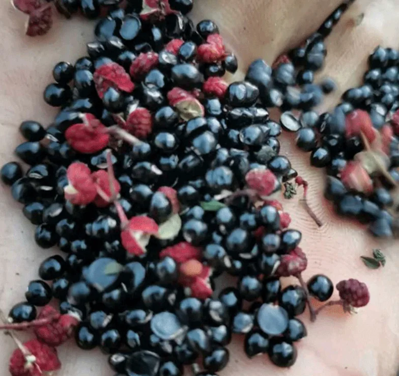 
Black color no fruit shells Zanthoxylum bungeanum Maxim seeds 