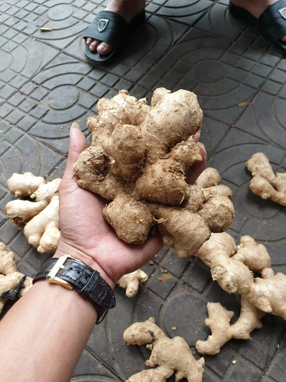 Best Price Fresh Ginger High Quality With Competitive Price From Vietnam Ready from November Packing Mesh Bag