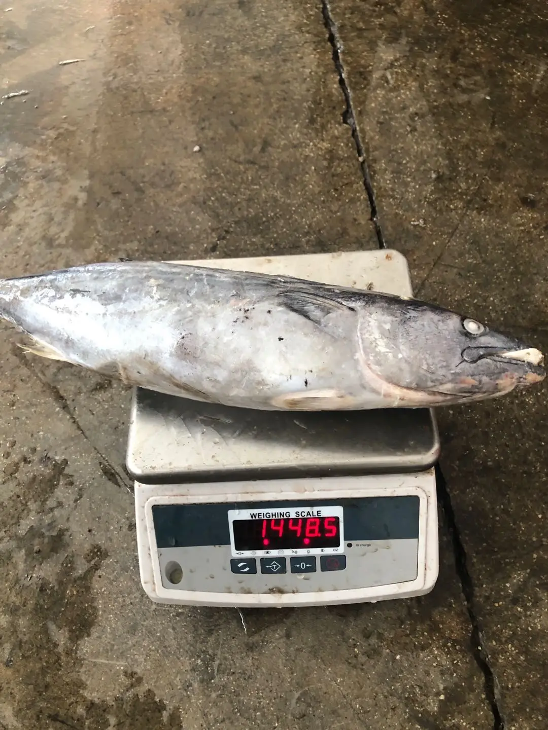 High Quality Stripe Bonito  Fish for sale