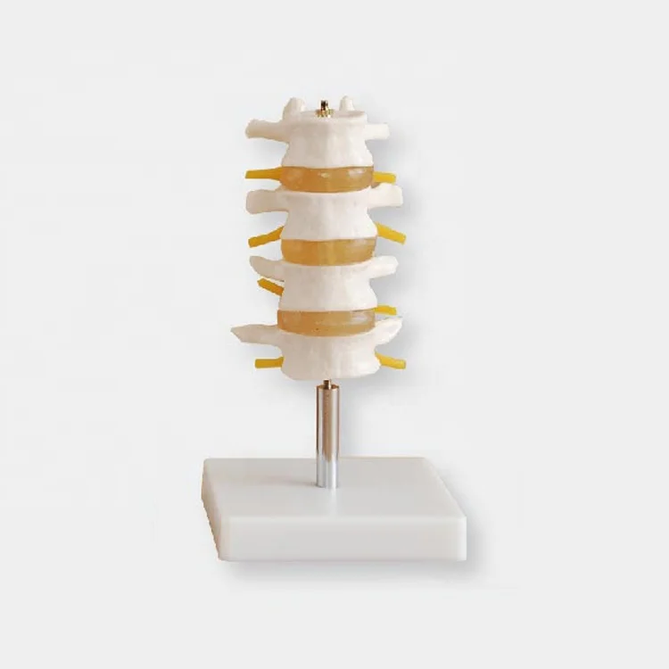 Joint model Medical education Life-Size lumbar vertebral set model human anatomical lumbar retractor set