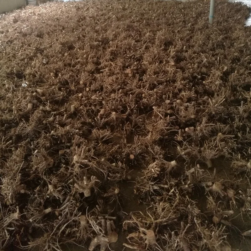 Китайский гибридный материал для разведения павловнии 9501 9502 9503 пень дерева и