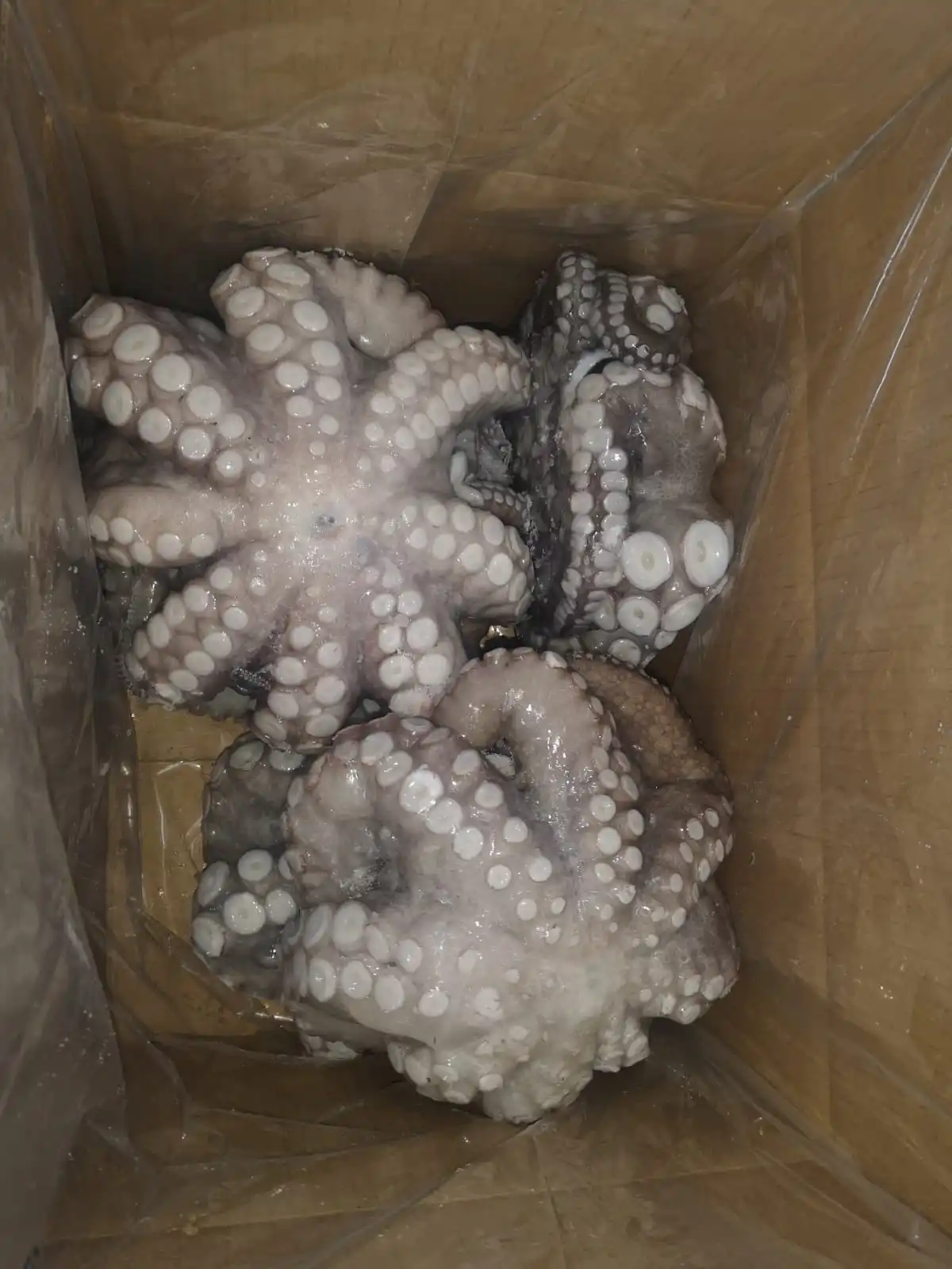Good Price High Quality Frozen Giant Octopus Peru Octopus Big Octopus