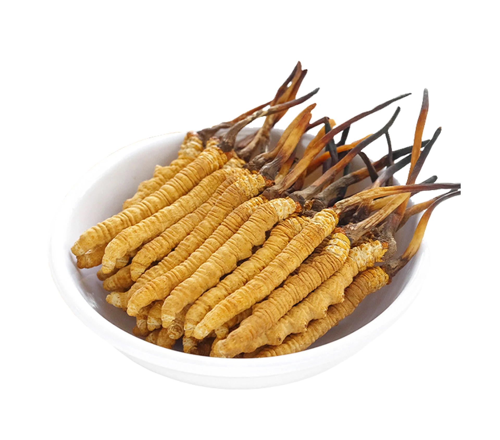 Bulk complex fresh dried cordycepin shitake mycelium whole teins cordyceps sinensis mushroom cordyceps militaris fungus