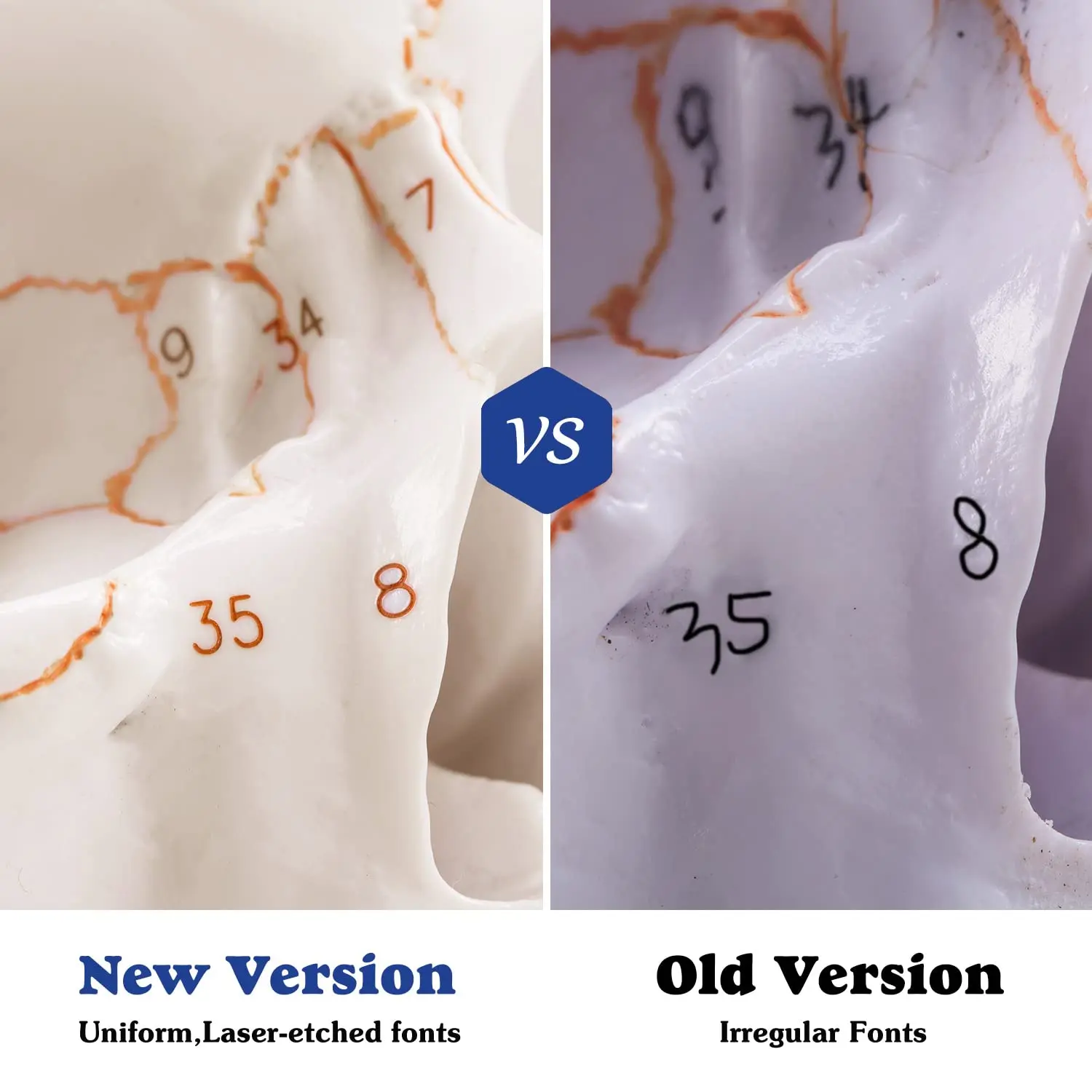 Life Size 3-parts numbered Skull Model with Full Set of Teeth Removable Skull and Articulated Mandible Detailed Product