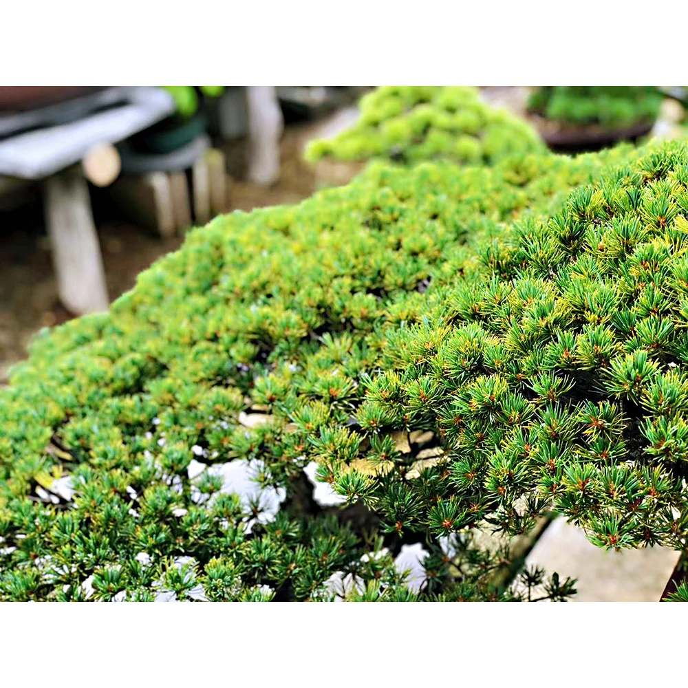 
Home And Garden Wholesale High Quality Live Real Bonsai Japanese Tree 