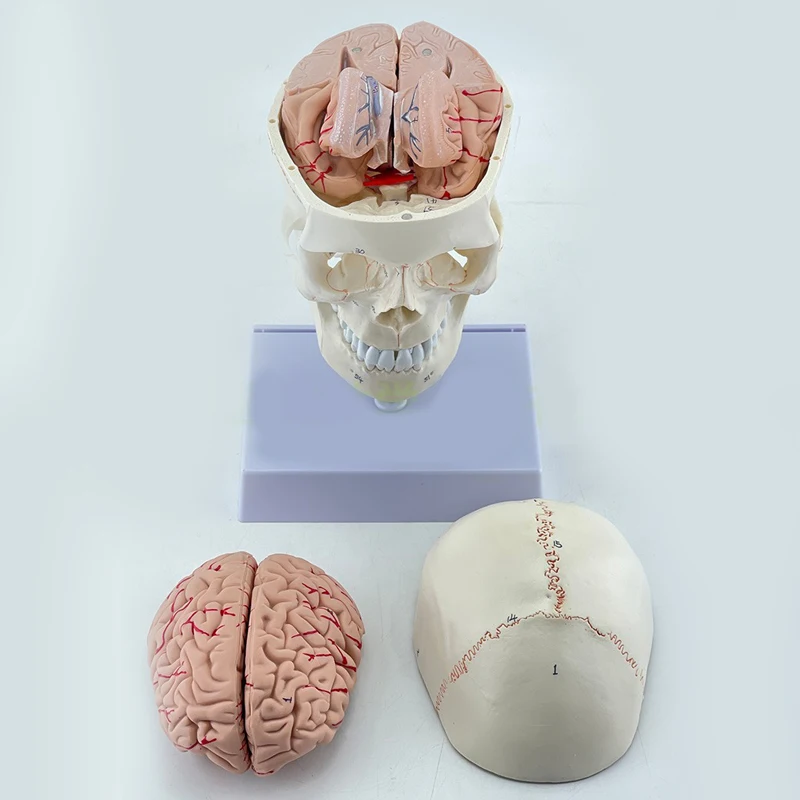 medical science Multi Purpose Can Be Disassembled Advanced Life-size Skull with Colored Bones Model