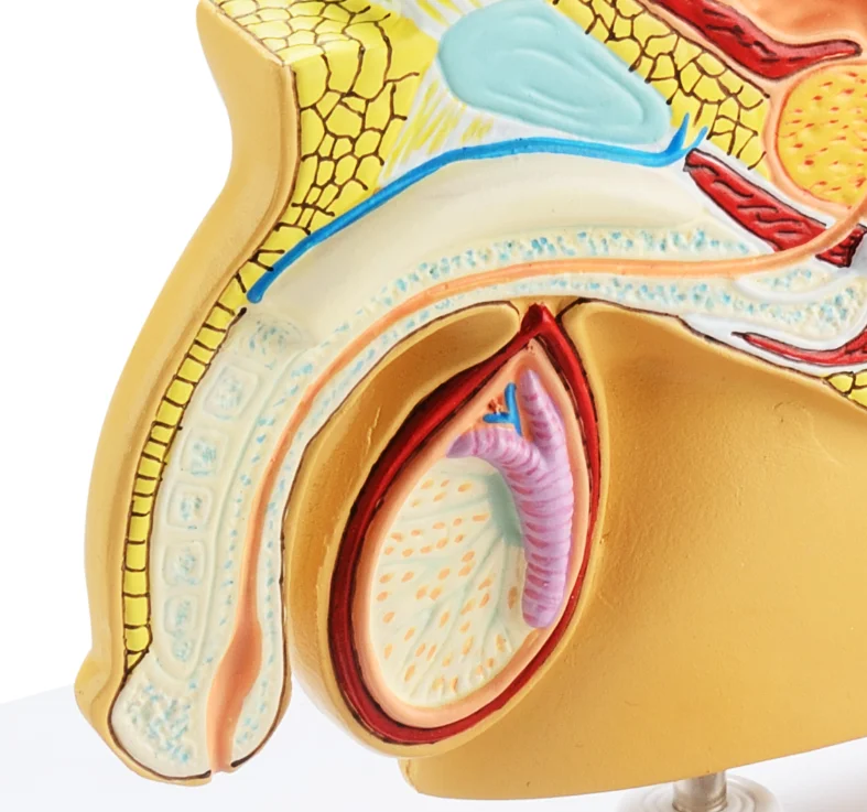 Medical model human urinary reproductive system of males anatomie pelvis with genital model