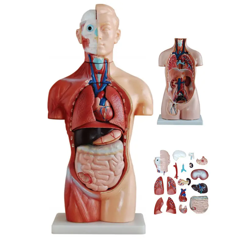 Plastic Sexless Anatomical Mannequin Training Torso anatomical Model anatomy model human body 85CM