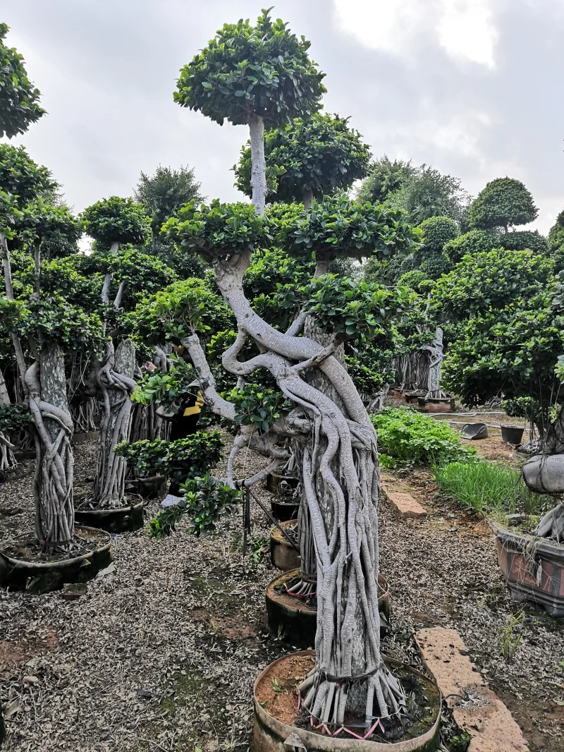 3M Ficus bonsai with stone Ficus Microcarpa Bonsai for Live Outdoor Plants