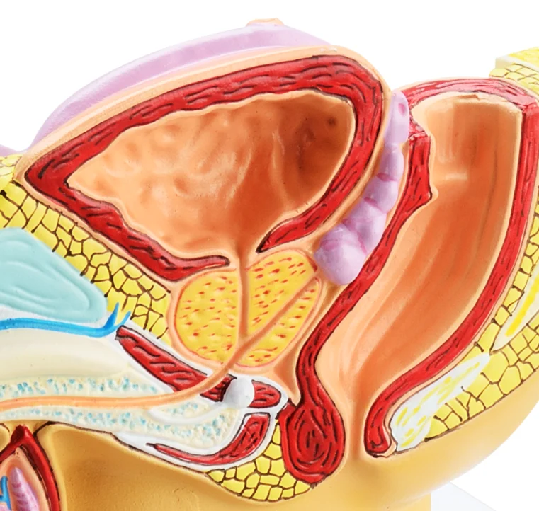 Medical model human urinary reproductive system of males anatomie pelvis with genital model
