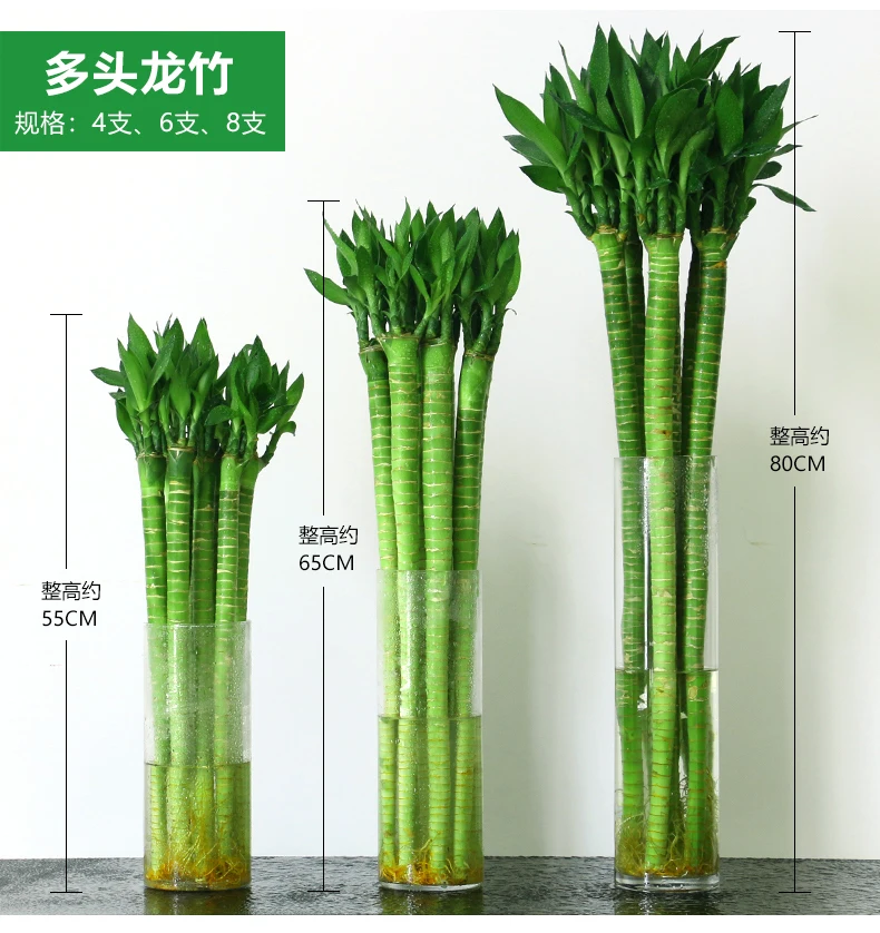 
lucky bamboo dracaena sanderiana hydroponic plants indoor lazy plant 