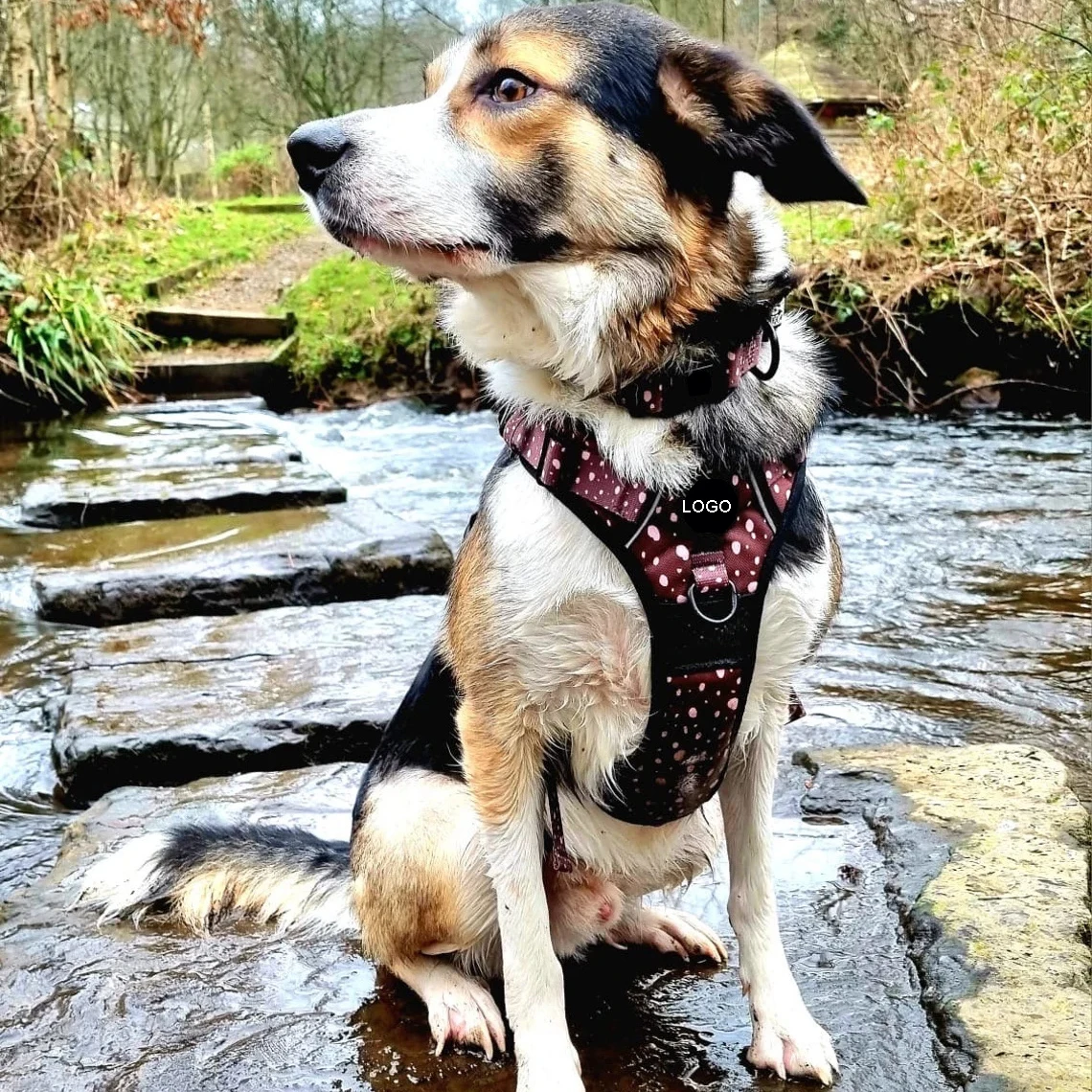 2024 Classic Best Selling Oxford Adjustable Dog Harness And Leash Collar Set With Premium Raw Material