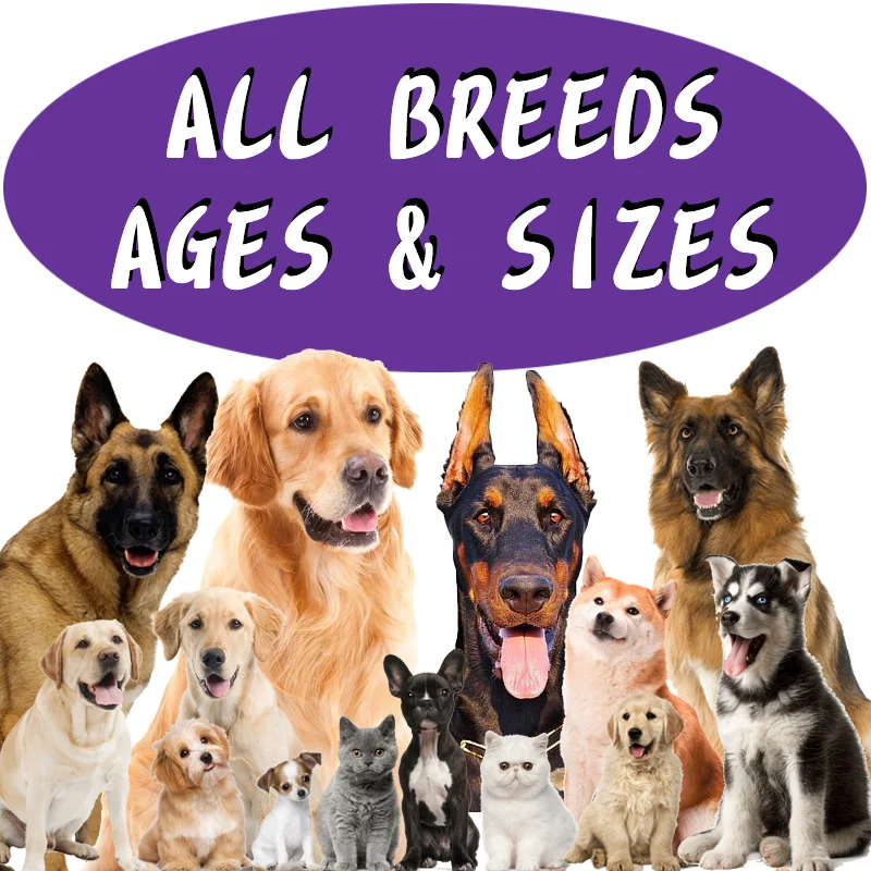 OEM N in 1 Pet Nutrit Hight Protein Training Gain Supplement Dog Chew Food Soft Snacks Muscle Vitamins