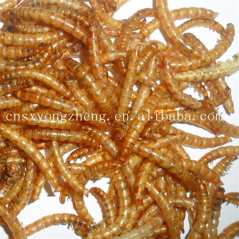 factory price top quality animal feed dried earthworm for fish feed