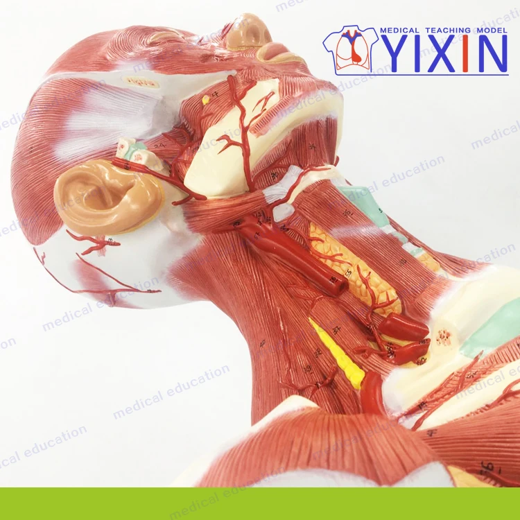 Human Head and Neck Musculature, Human head with neck