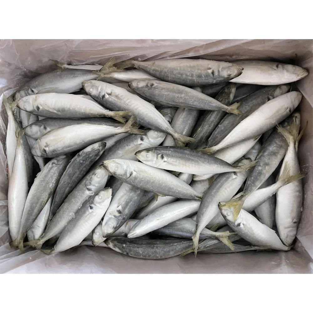 China frozen round scad mackerel frozen mackerel fish mackerel price frozen round scad whole round for sale