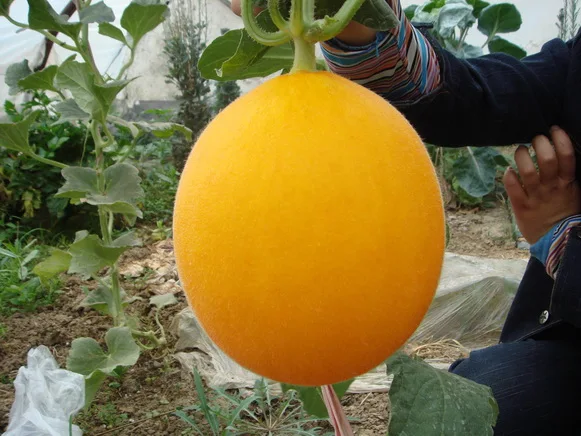  Семена милой дыни Orange Flesh Hybrid F1 из