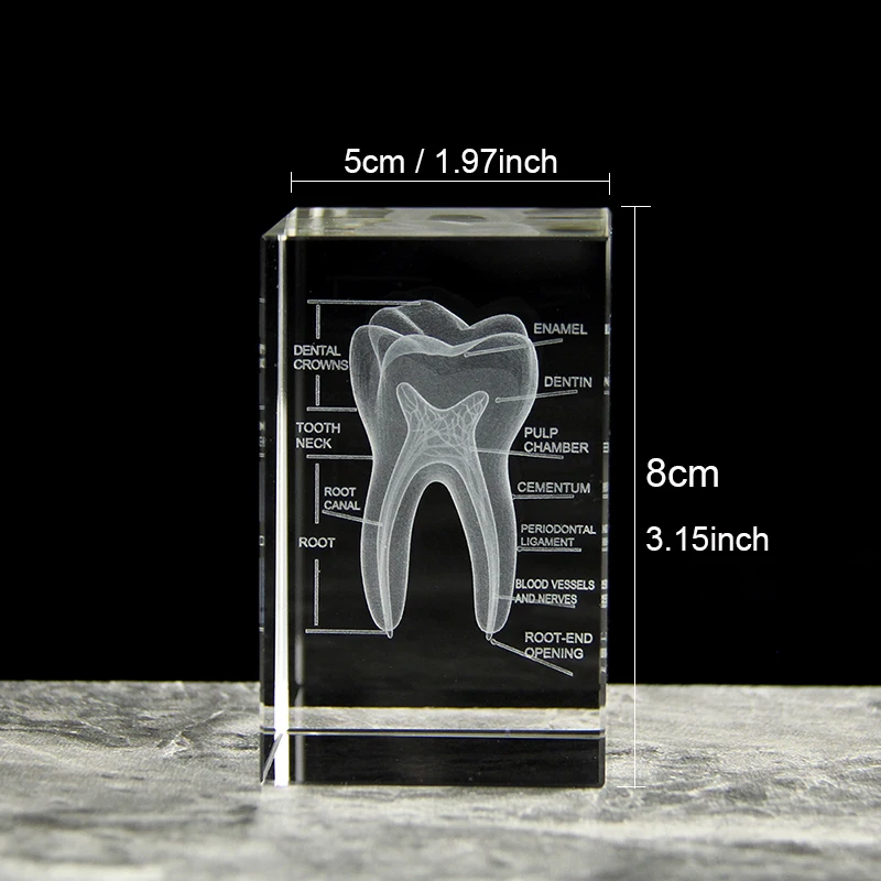 Clear Crystal Cube With Teeth Artificial Enlarged Natural Tooth Dental Data Model Laser Engraved For Student Practice