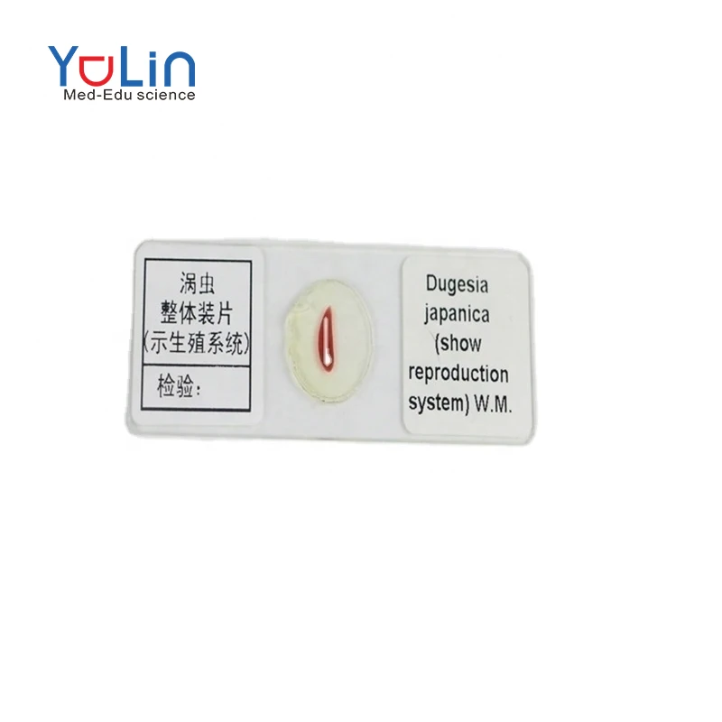 25 Medical Teaching Resources Equine Skin Microscopy Prepared Slides Histology Slides