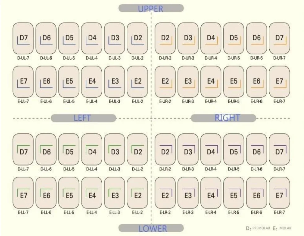 Easyinsmile Primary Molar Stainless Steel Dental Crown for kid and adult
