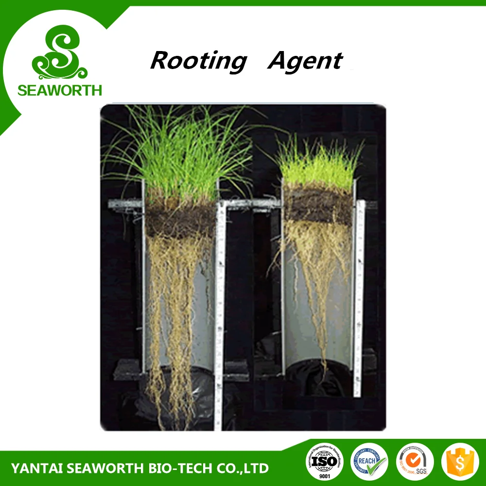 Best quality plant growth enhancer for the world