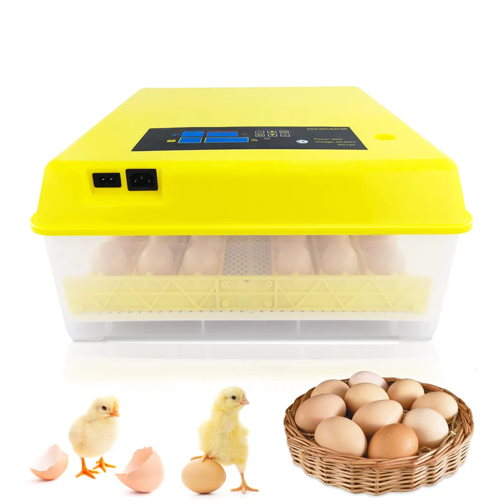 CE approved fertile chicken hatching eggs in egg incubator