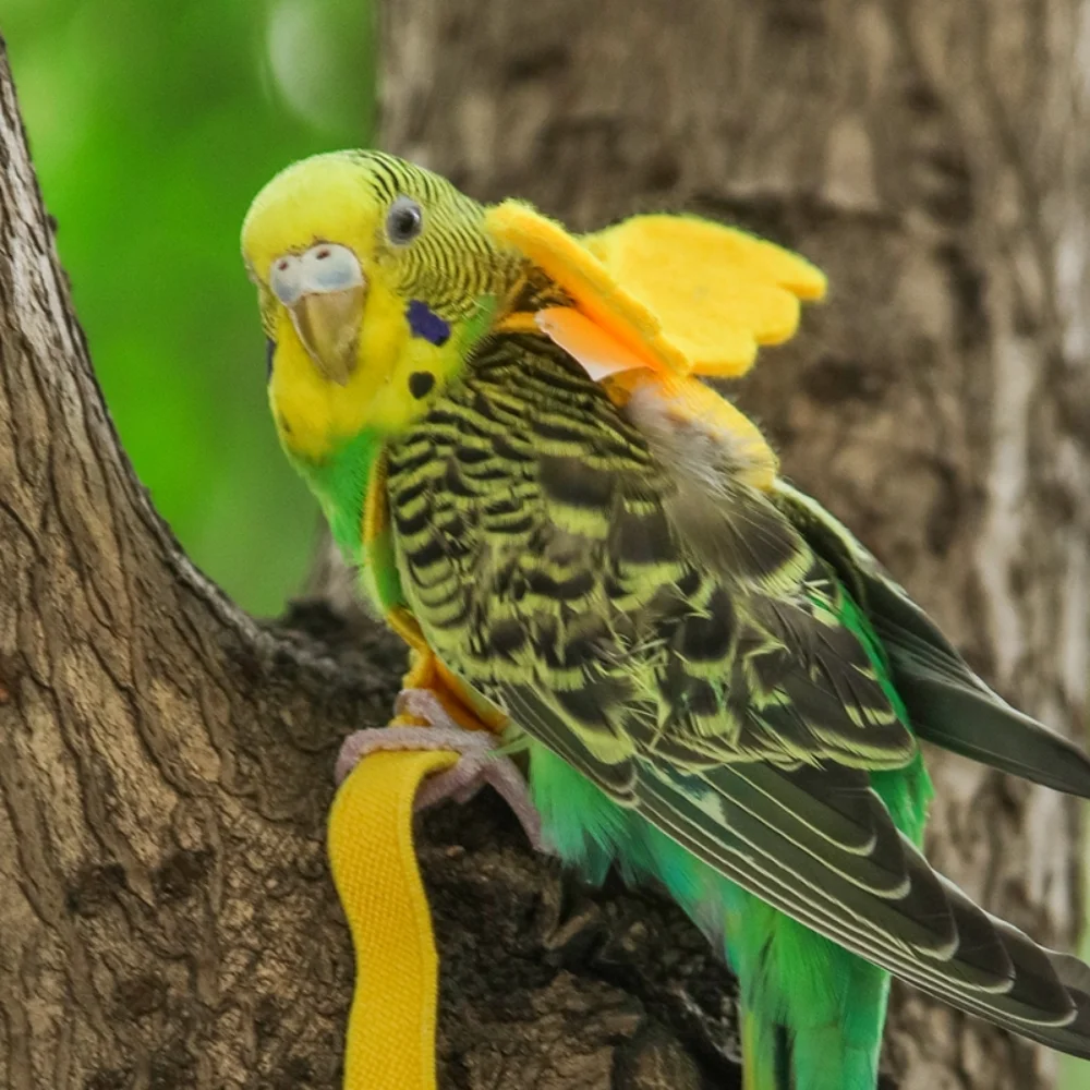 Регулируемый поводок для попугаев летающий птиц голубей Budgerigar Lovebird кокатил