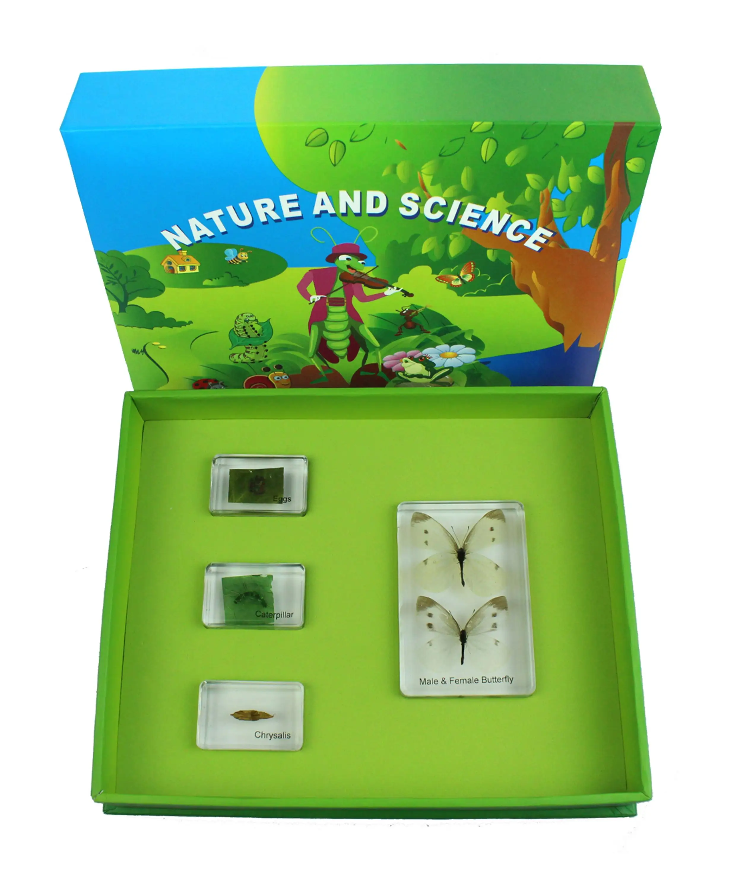 Wholesale teaching resources Butterfly Life Cycle science teaching equipment high transparent epoxy resin preserved specimen