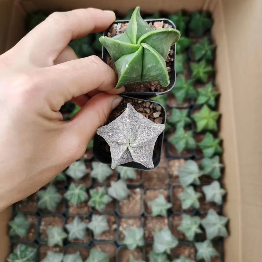 Wholesale cactus 88pcs box natural plant live woody plants decorate office home garden Astrophytum myriostigma